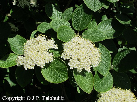 Villaheisi - parkolvon - Viburnum lantana Villaheisi - parkolvon - Viburnum lantana